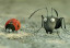 Mrňouskové: Údolí ztracených mravenců
